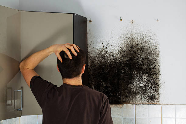 Best Attic Mold Removal  in Essex, IL