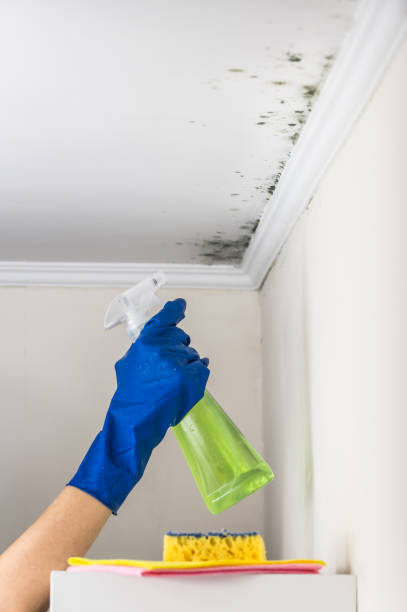 Best Commercial Mold Removal  in Essex, IL